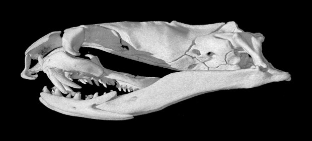 Micrurus fulvius skull