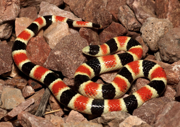 Western Shovel-nosed Snake — Chionactis occipitalis